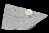Ammonite (Promicroceras) Fossil - Lyme Regis #102892-1